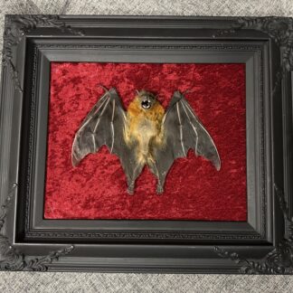 Taxidermy Bat in Black Frame on Red Velvet