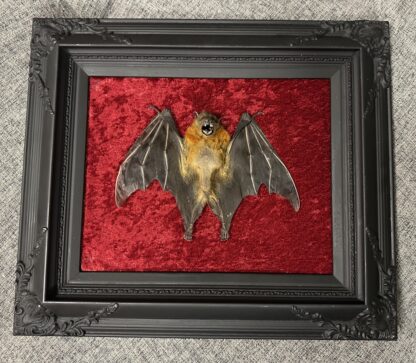 Taxidermy Bat in Black Frame on Red Velvet