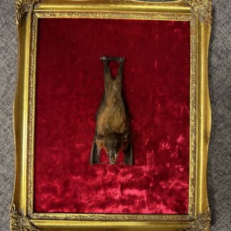 Taxidermy Bat in Gold Frame on Red Velvet