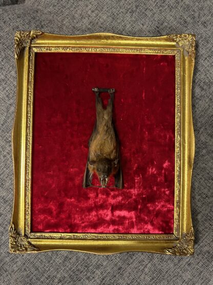 Taxidermy Bat in Gold Frame on Red Velvet